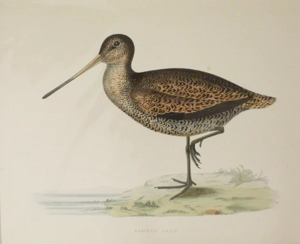 Antiquarian Print Shop Bird: Morris Beverley Robinson, Sabine’s Snipe, 1855, Matted qualité supérieure 1