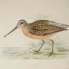 Antiquarian Print Shop Bird-Morris Beverley Robinson, Brown Snipe, 1855, Matted remise en ligne 7