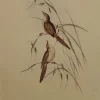 Antiquarian Print Shop Bird, Gould John, Sphenaeacus Galactotes, C1930, Reproduction qualité d’originales 5