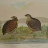 Antiquarian Print Shop Bird: Broinowski Gracius J, Swamp Quail And Sombre Swamp Quail, C1891 magasin en ligne 5