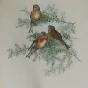 Antiquarian Print Shop Bird, Gould, John, Linota Cannabina, 1875-1888 grossiste en ligne 5