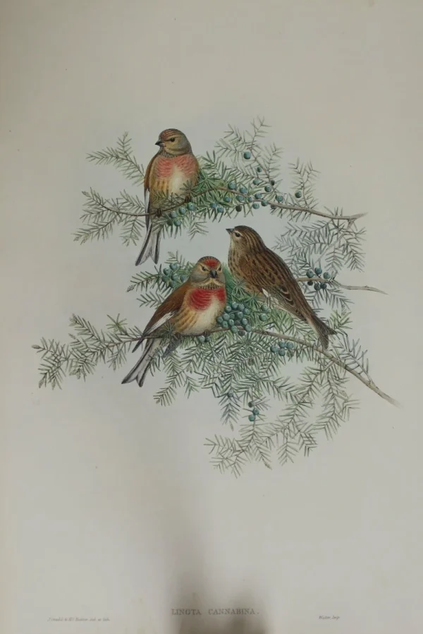 Antiquarian Print Shop Bird, Gould, John, Linota Cannabina, 1875-1888 grossiste en ligne 1