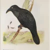 Antiquarian Print Shop Bird, White Eyed Crow Or Raven, North, Alfred John,1921 l'unique style 5