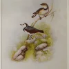 Antiquarian Print Shop Bird, White Fronted Chat, North, Alfred John,1921 commentaire favorable 5