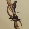 Antiquarian Print Shop Bird, Gould, John, Black-tailed Tree Creeper, C1955, Reproduction le grand escompte 5