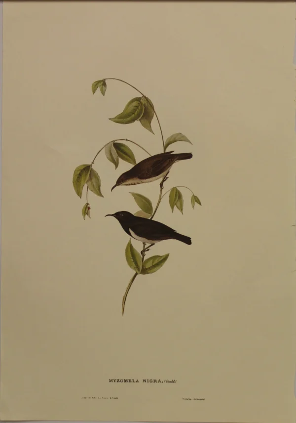 grossiste en ligne Antiquarian Print Shop Bird, Gould, John, Black Honey Eater, C1955, Reproduction 1