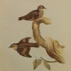 Antiquarian Print Shop Bird, Gould John, Brown Tree Creeper, C1955, Reproduction boutique pas cher 5