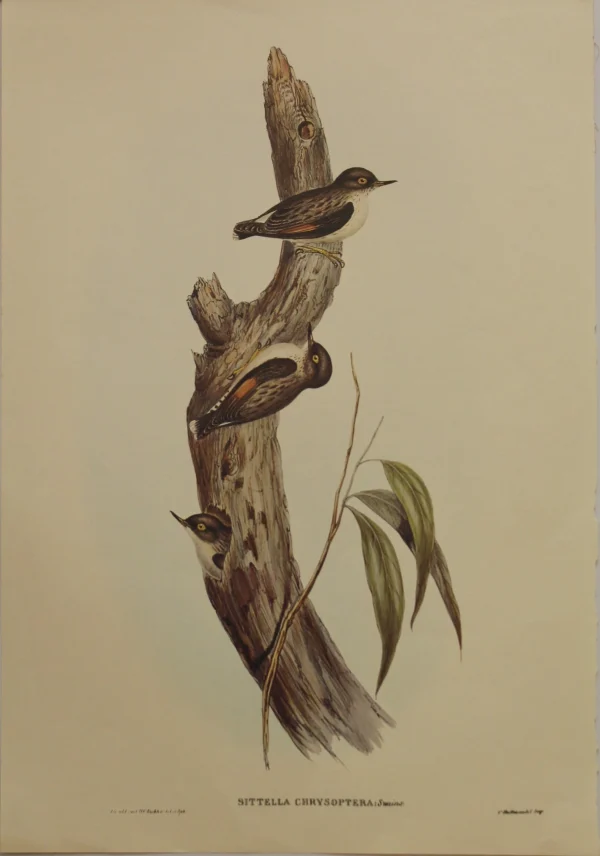 Antiquarian Print Shop Bird, Gould, John, Orange-winged Sittella, C1955, Reproduction boutique en ligne 1