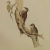 Antiquarian Print Shop Bird, Gould John, Red Browed Tree Creeper, C1955, Reproduction comparez les prix 5