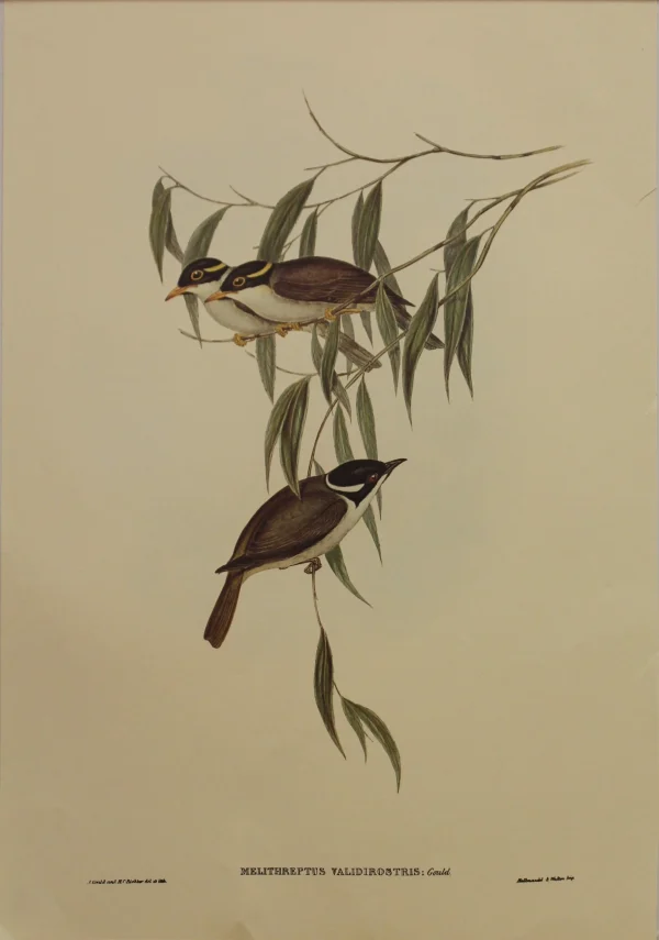 Retour gratuit en magasin. Antiquarian Print Shop Bird, Gould John, Strong-billed Honey Eater, C1930, Reproduction 1