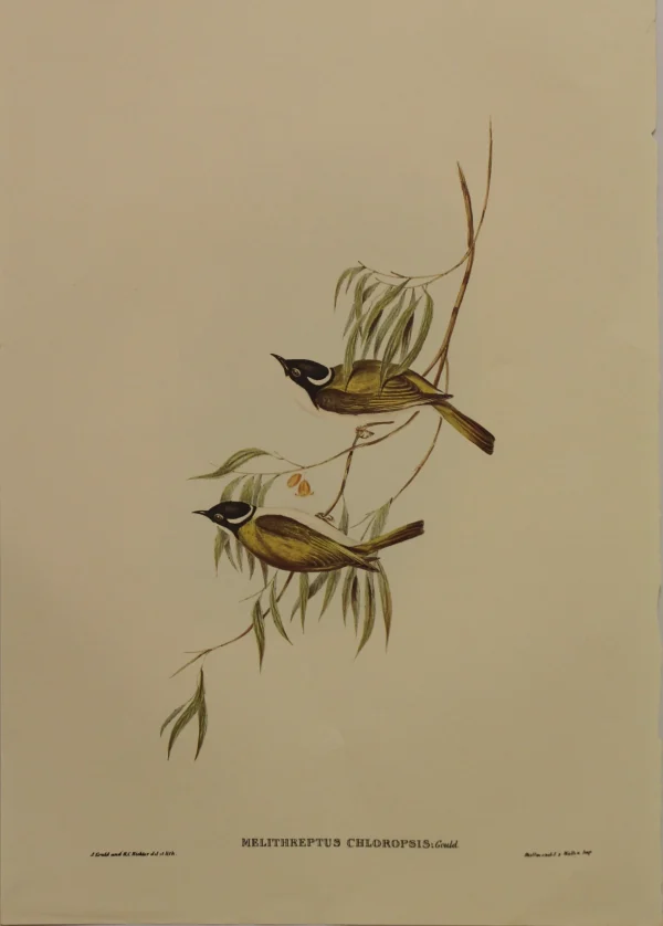 online boutique Antiquarian Print Shop Bird, Gould John, Swan River Honey Eater, C1930, Reproduction 1