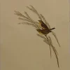 Antiquarian Print Shop Bird, Gould, John, Western Silvereye, C1955, Reproduction Boutique 7