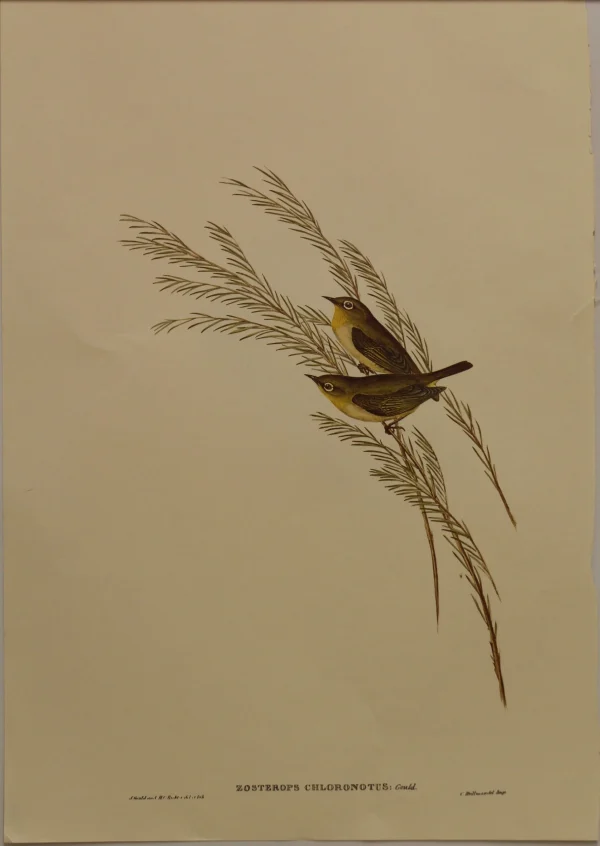 Antiquarian Print Shop Bird, Gould, John, Western Silvereye, C1955, Reproduction Boutique 1