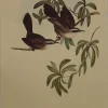 Satisfait ou Remboursé Antiquarian Print Shop Bird, Gould, John, White-browed Babbler, C1955, Reproduction 5