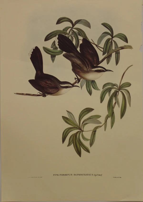 Satisfait ou Remboursé Antiquarian Print Shop Bird, Gould, John, White-browed Babbler, C1955, Reproduction 1