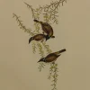 Livraison rapide Antiquarian Print Shop Bird, Gould, John, White Throated Honey Eater, C1930 Reproduction 5