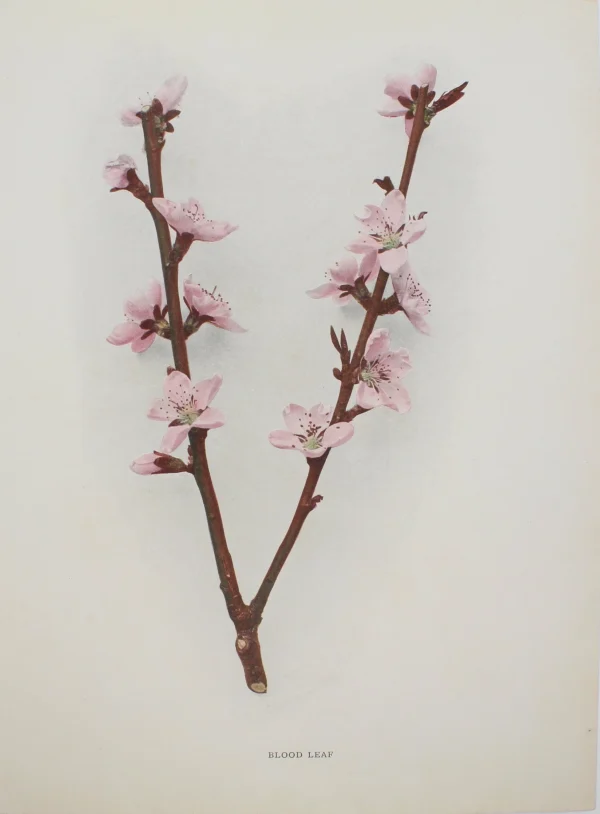 grande qualité Antiquarian Print Shop Botanical, Fruit, Blood Leaf Blossom, Peach, C1920 1