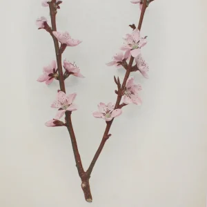 grande qualité Antiquarian Print Shop Botanical, Fruit, Blood Leaf Blossom, Peach, C1920 6