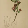 REMISE Antiquarian Print Shop Botanical: Loranthus Grandibracteus By Frederick Manson Bailey 5