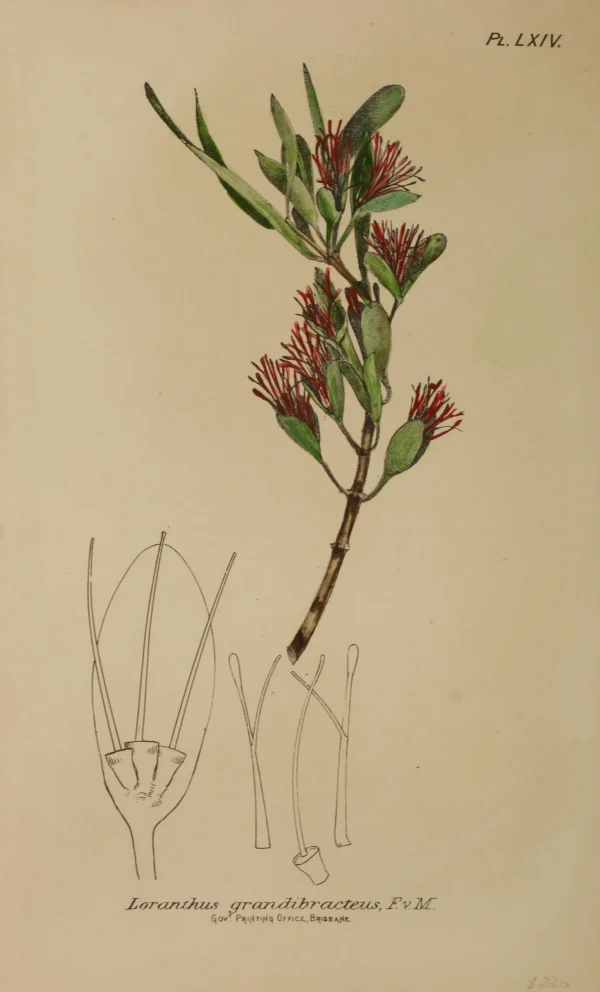 REMISE Antiquarian Print Shop Botanical: Loranthus Grandibracteus By Frederick Manson Bailey 1