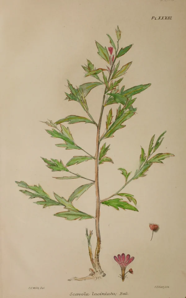 Antiquarian Print Shop Botanical: Scaevola Laciniata By Frederick Manson Bailey, C1899 site officiel 1