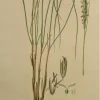 APG Botanical, Curtis William, Arundo Arenaria, Flora Londinensis, C1817 magasins pas chers 7