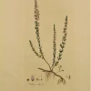 APG Botanical, Curtis William, Calluna Vulgaris, Flora Londinensis, C1817 pas cher 7