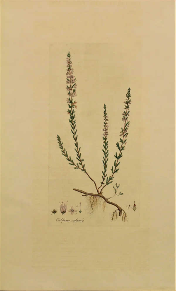 APG Botanical, Curtis William, Calluna Vulgaris, Flora Londinensis, C1817 pas cher 1