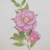 Antiquarian Print Shop Botanical, Longhurst Peter, Camellia, Eryldene Excelsis, C. X Williamsii, New Zealand, Plate 36, 1981 marque moins cher 7