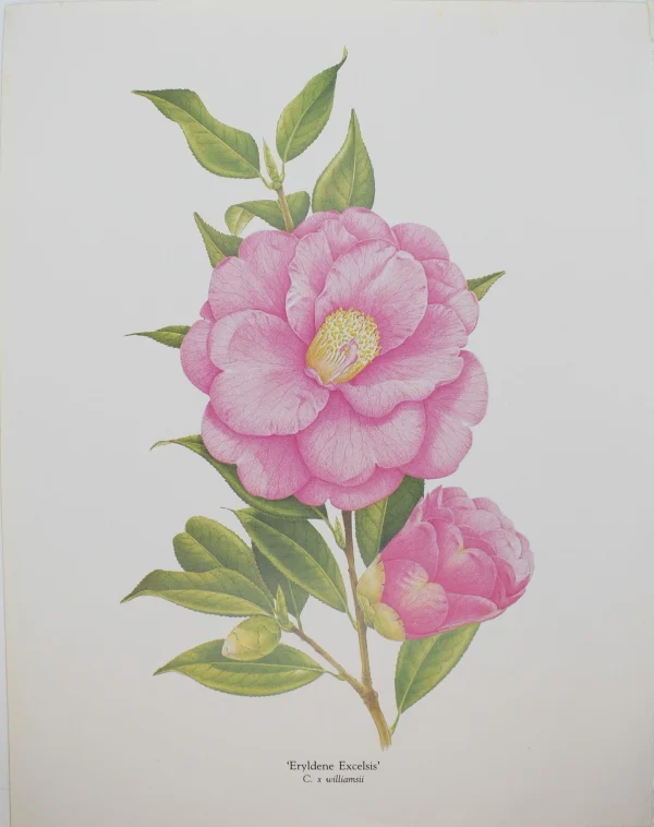 Antiquarian Print Shop Botanical, Longhurst Peter, Camellia, Eryldene Excelsis, C. X Williamsii, New Zealand, Plate 36, 1981 marque moins cher 1