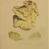 magasins pas chers APG Botanical, Curtis William, Fungus, Boletus Sulpherus, Flora Londinensis, C1817 7