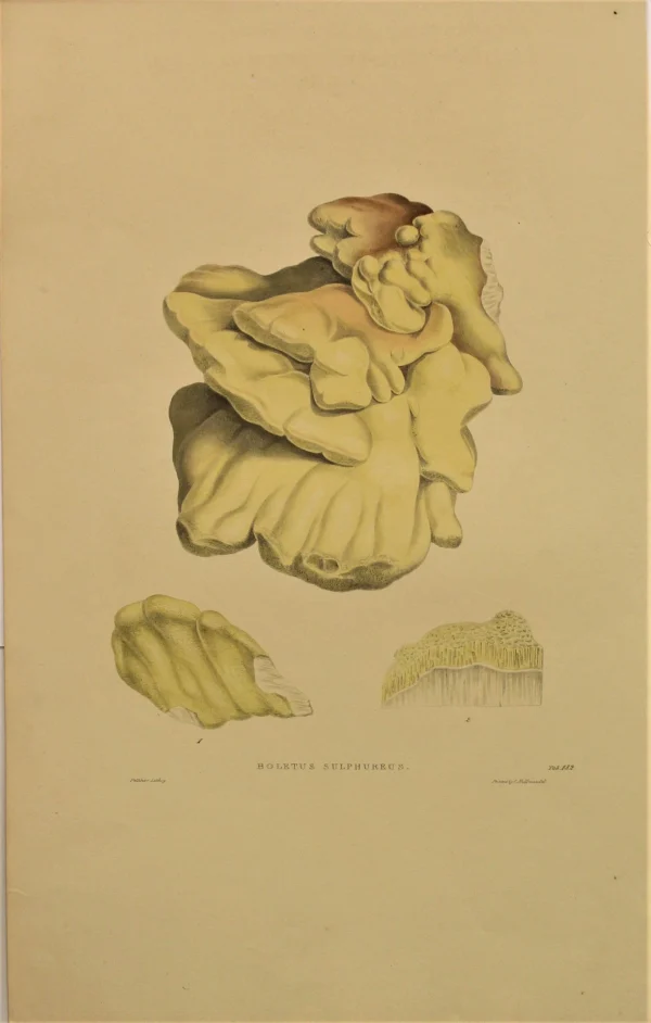 magasins pas chers APG Botanical, Curtis William, Fungus, Boletus Sulpherus, Flora Londinensis, C1817 1