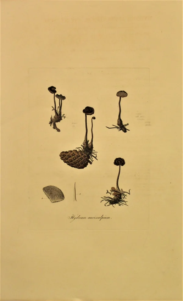 APG Botanical, Curtis William, Fungus, Hydrum Auriscalpium, Flora Londinensis, C1817 à prix très bas 1