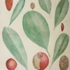 boutique paris Antiquarian Print Shop Botanical: Ochrosias: Various By Frederick Manson Bailey 5