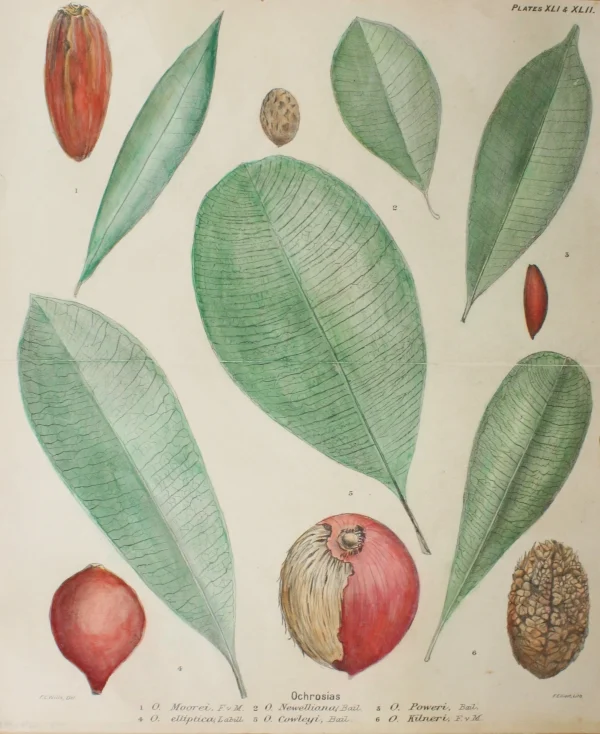 boutique paris Antiquarian Print Shop Botanical: Ochrosias: Various By Frederick Manson Bailey 1