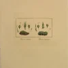 officiel Antiquarian Print Shop Botanical, Curtis William, Moss, Phascum Subulatum And Phascum Cuspidatum, Flora Londinensis, C1817 5