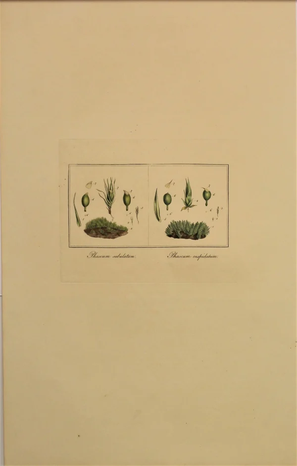 officiel Antiquarian Print Shop Botanical, Curtis William, Moss, Phascum Subulatum And Phascum Cuspidatum, Flora Londinensis, C1817 1