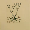 vente pas cher Antiquarian Print Shop Botanical, Curtis William, Nalerianella Olitoria, Flora Londinensis, C1817 7