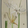 magasins pas chers Antiquarian Print Shop Botanical, White Crinum Brisbanticium By Frederick Manson Bailey 5