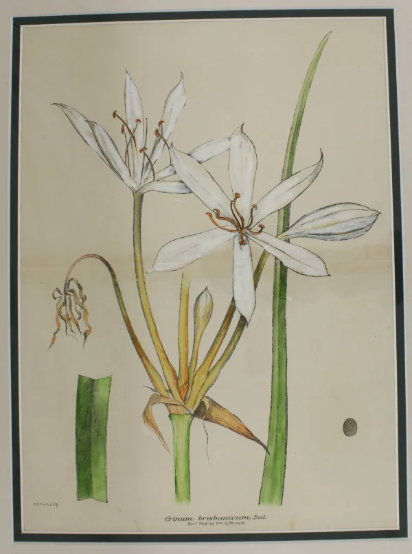 magasins pas chers Antiquarian Print Shop Botanical, White Crinum Brisbanticium By Frederick Manson Bailey 1