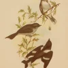 Boutique officielle Antiquarian Print Shop Bird: Broinowski Gracius J, White Eyebrowed Robin, Dusky Robin And Hooded Robin , C1891 5