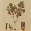 Antiquarian Print Shop Botanical, Brown John Ednie, Dodonaea Lobulata, Chromolithograph, 1882-1890 outlet 5