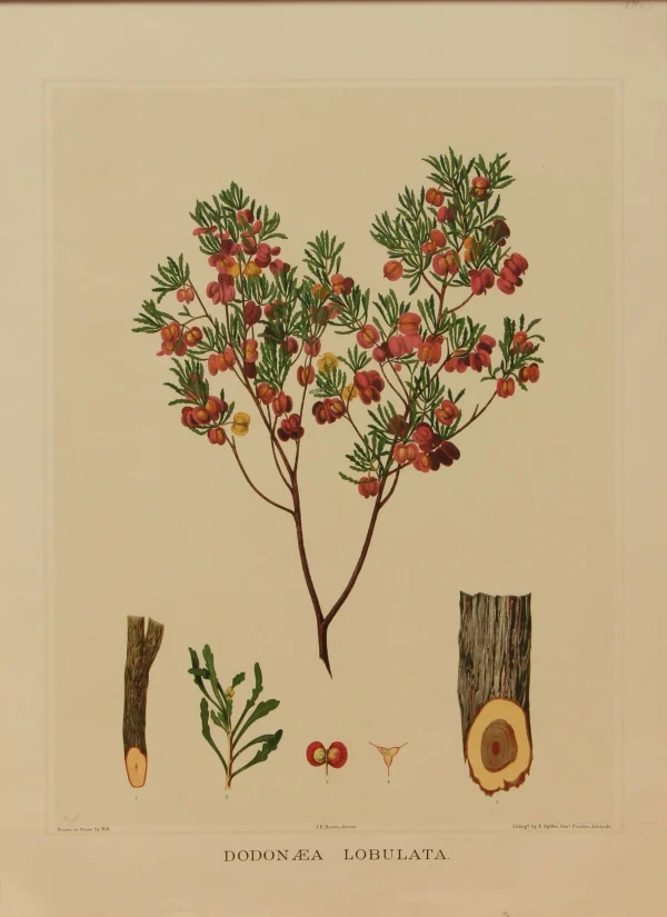 Antiquarian Print Shop Botanical, Brown John Ednie, Dodonaea Lobulata, Chromolithograph, 1882-1890 outlet 1