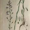 en promotion APG Botanical, Curtis, William, Campanula Rapunculus, Flora Londinensis C1817 7