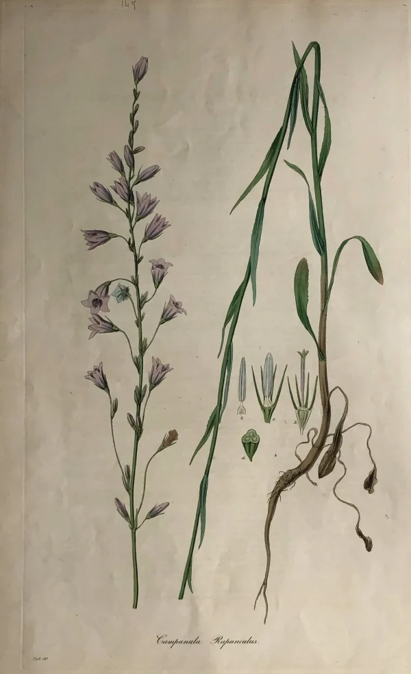 en promotion APG Botanical, Curtis, William, Campanula Rapunculus, Flora Londinensis C1817 1