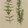 APG Botanical, Weinmann Johann Wilhelm: Chamcepitys, Phytanthoza Iconographia, C1737-1745 boutique paris 7