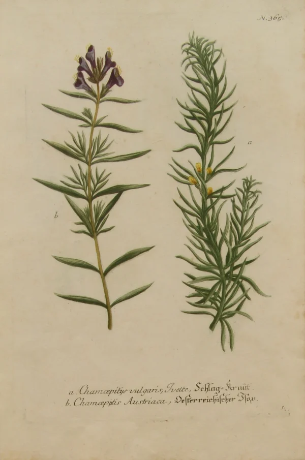 APG Botanical, Weinmann Johann Wilhelm: Chamcepitys, Phytanthoza Iconographia, C1737-1745 boutique paris 1