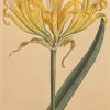 Antiquarian Print Shop Botanical, Curtis William, BM, Golden Amaryllis, 1791 vente chaude 7