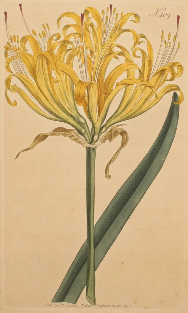 Antiquarian Print Shop Botanical, Curtis William, BM, Golden Amaryllis, 1791 vente chaude 1