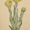 Antiquarian Print Shop Botanical, Curtis William, BM, Great Yellow Flowered Xeranthemum 1798 vente pas cher 7